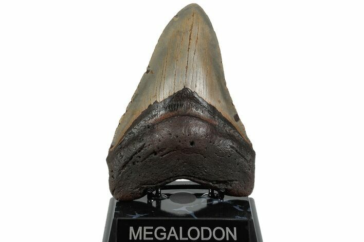 Huge, Fossil Megalodon Tooth - North Carolina #223471